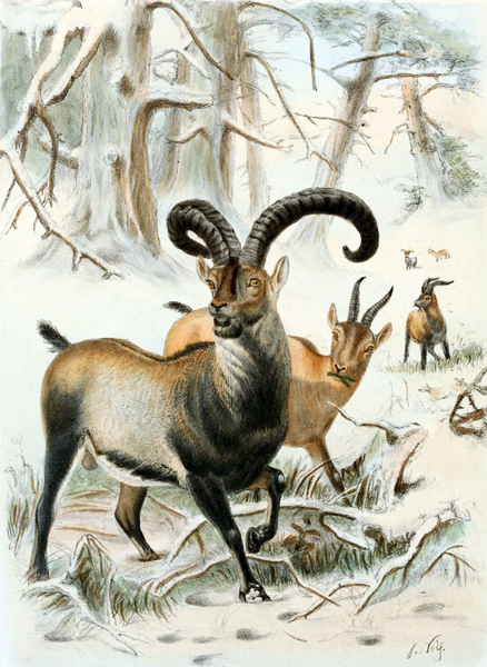 This Extinct Animal Was Resurrected by Cloning, Only to Go Extinct Once Again This Extinct Animal Was Resurrected by Cloning, Only to Go Extinct Once Again