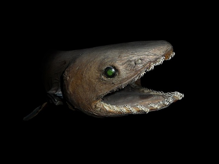 A Prehistoric, Dinosaur-Era Shark Was Found off the Coast of Portugal A Prehistoric, Dinosaur-Era Shark Was Found off the Coast of Portugal
