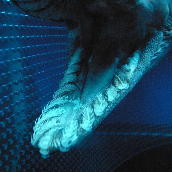A Prehistoric, Dinosaur-Era Shark Was Found off the Coast of Portugal A Prehistoric, Dinosaur-Era Shark Was Found off the Coast of Portugal