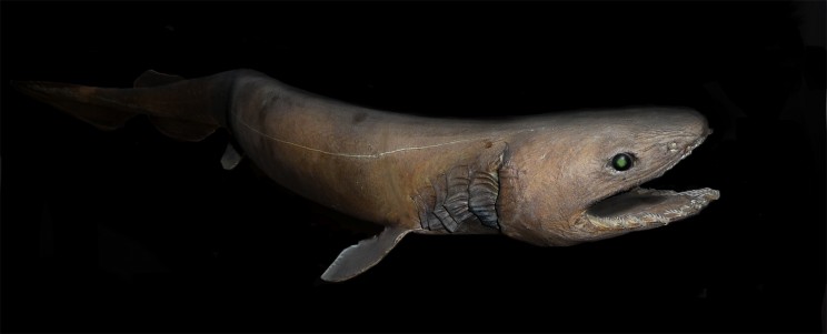 A Prehistoric, Dinosaur-Era Shark Was Found off the Coast of Portugal