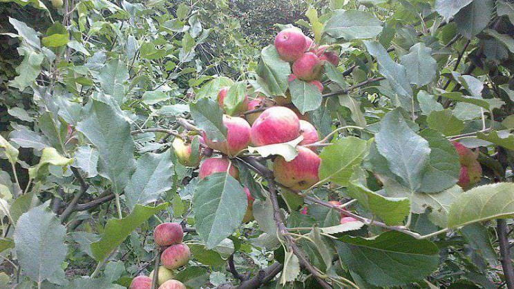 health myths debunked apples