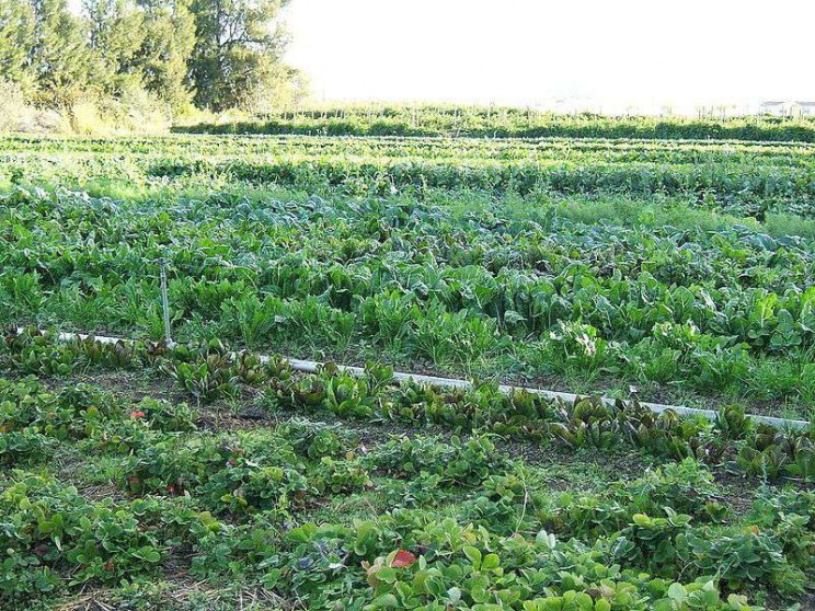 health myths debunked organic
