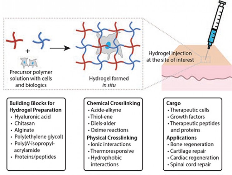 New Regenerative Hydrogel Could Accelerate the Healing of Wounds New Regenerative Hydrogel Could Accelerate the Healing of Wounds