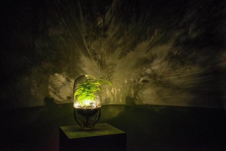 These Lamps Light Up Using Plants and Photosynthesis These Lamps Light Up Using Plants and Photosynthesis