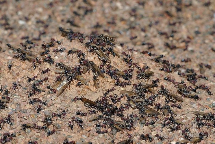 Swarm Intelligence: How Autonomous Cars Might Need to Learn from Ants Swarm Intelligence: How Autonomous Cars Might Need to Learn from Ants