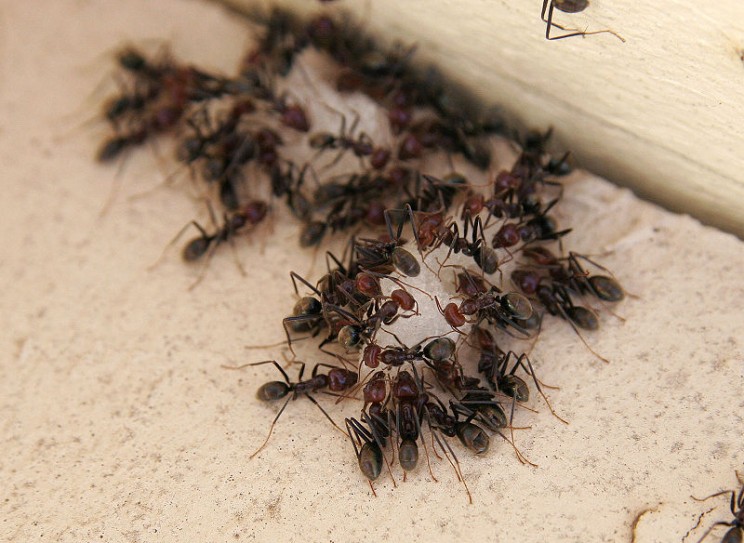 Swarm Intelligence: How Autonomous Cars Might Need to Learn from Ants Swarm Intelligence: How Autonomous Cars Might Need to Learn from Ants