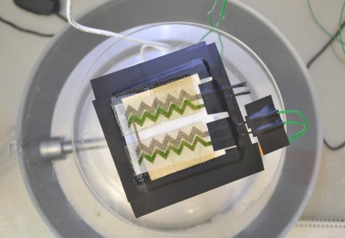 Researchers Produce an Energy-Harvesting Wallpaper That Can Photosynthesize
