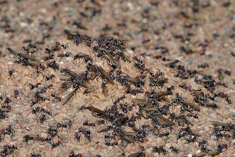 Swarm Intelligence: How Autonomous Cars Might Need to Learn from Ants Swarm Intelligence: How Autonomous Cars Might Need to Learn from Ants