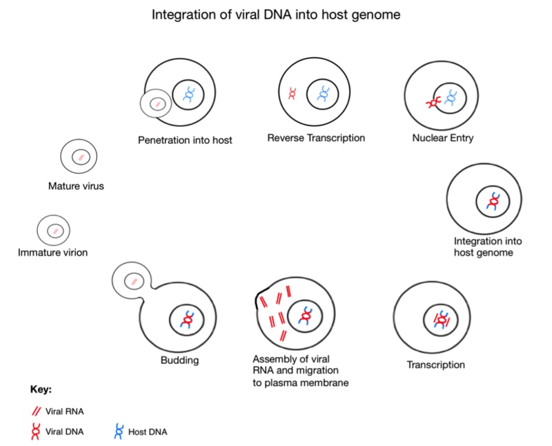 Researchers Discover That A 100-Million-Year-Old Virus Lives In Our Bodies Researchers Discover That A 100-Million-Year-Old Virus Lives In Our Bodies