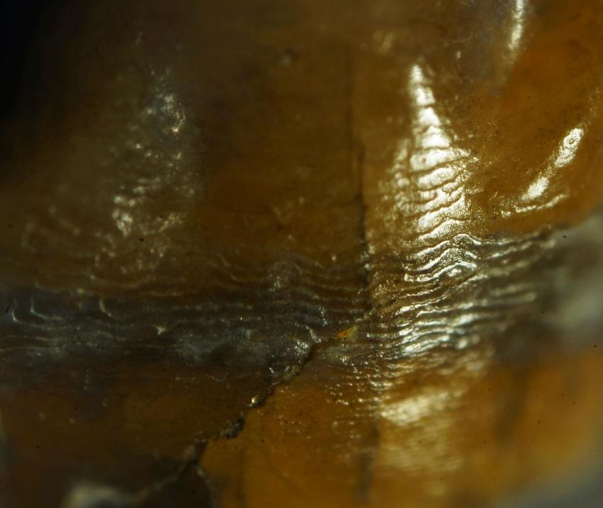 The Fossil Teeth That Could 'Rewrite History' Establish an Unthinkable Theory The Fossil Teeth That Could 'Rewrite History' Establish an Unthinkable Theory