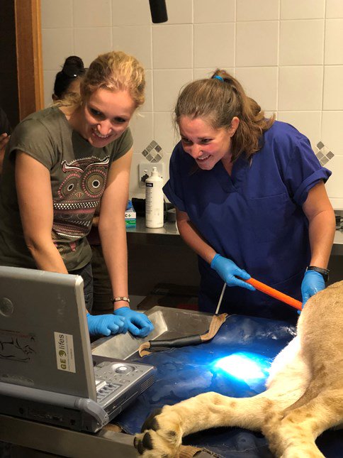 World's First Lion Cubs Born Using Artificial Insemination World's First Lion Cubs Born Using Artificial Insemination