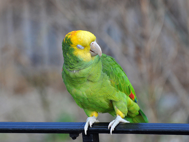 How Do Exotic Parrots Thrive In Urban Living? How Do Exotic Parrots Thrive In Urban Living?