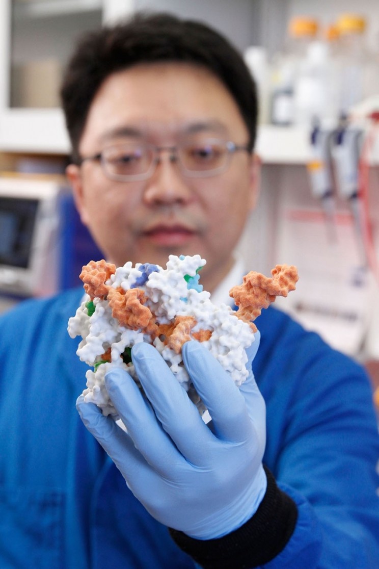 The lead researcher with a model of the modified Cas9