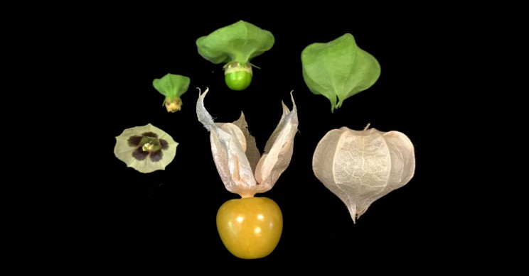 CRISPR May Help Make the Groundcherry Fruit as Common as Strawberries CRISPR May Help Make the Groundcherry Fruit as Common as Strawberries