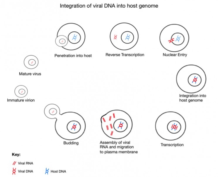 Researchers Discover That A 100-Million-Year-Old Virus Lives In Our Bodies Researchers Discover That A 100-Million-Year-Old Virus Lives In Our Bodies
