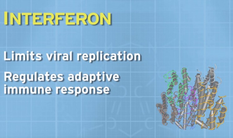 What is an Interferon