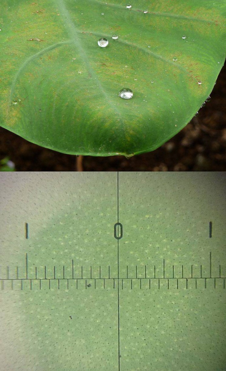 Nasoil Lotus Flower Leaf