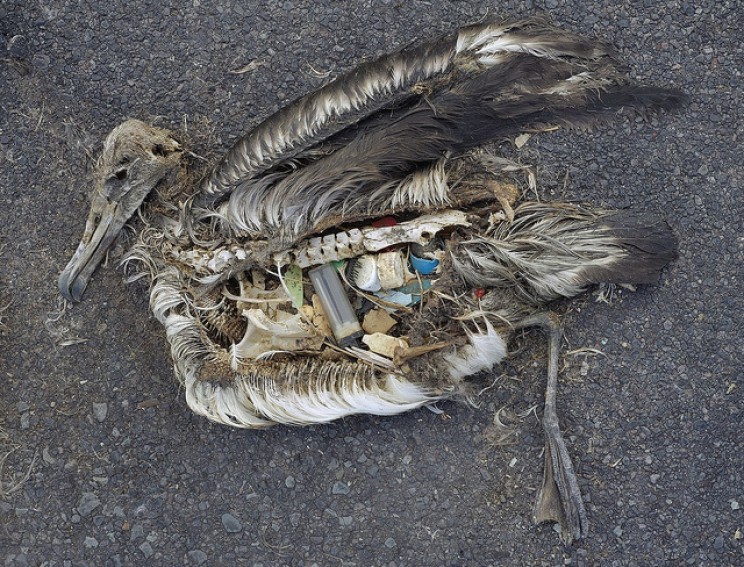 European Parliament Ban Use of Single Use Plastic Starting 2021 European Parliament Ban Use of Single Use Plastic Starting 2021