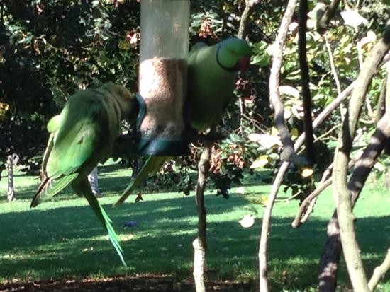 How Do Exotic Parrots Thrive In Urban Living? How Do Exotic Parrots Thrive In Urban Living?