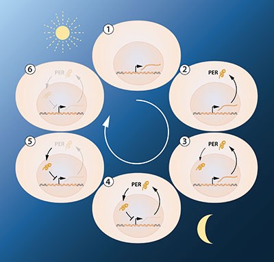 Nobel Prize in Medicine Awarded for the Discovery of How Our Cells Track Time