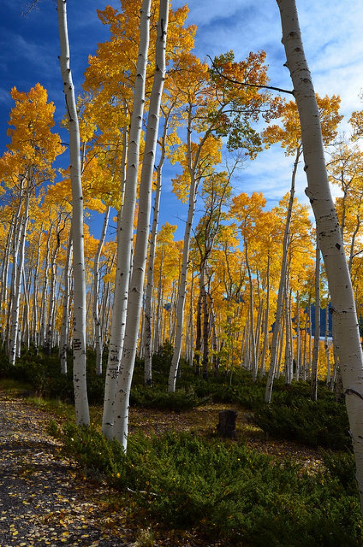 Pando Aspen Clone Pando Aspen Clone