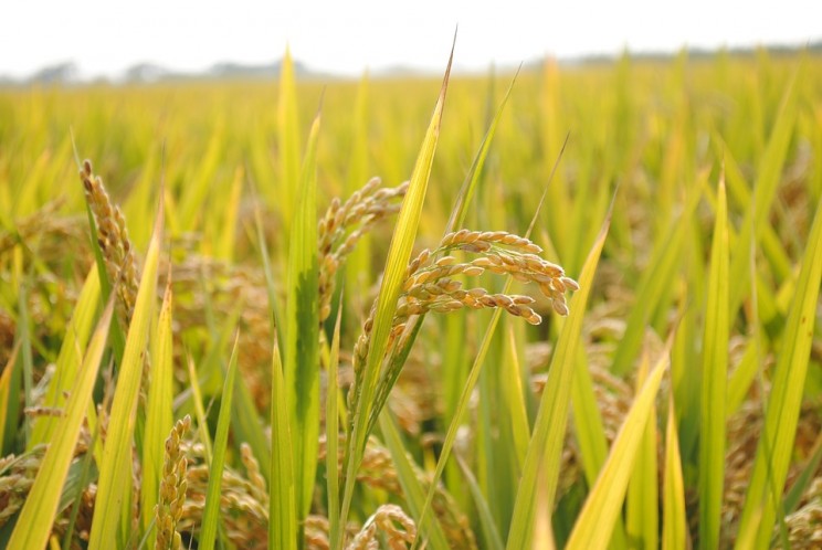 China Cultivates Salt Water Rice With a Yield That Could Feed Over 200 Million People