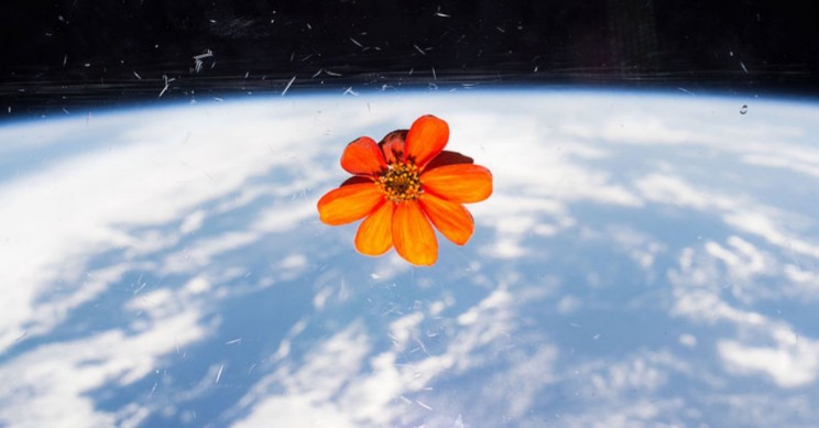 Biologists Think They’ve Found the Hormone that Makes Space Farming Possible