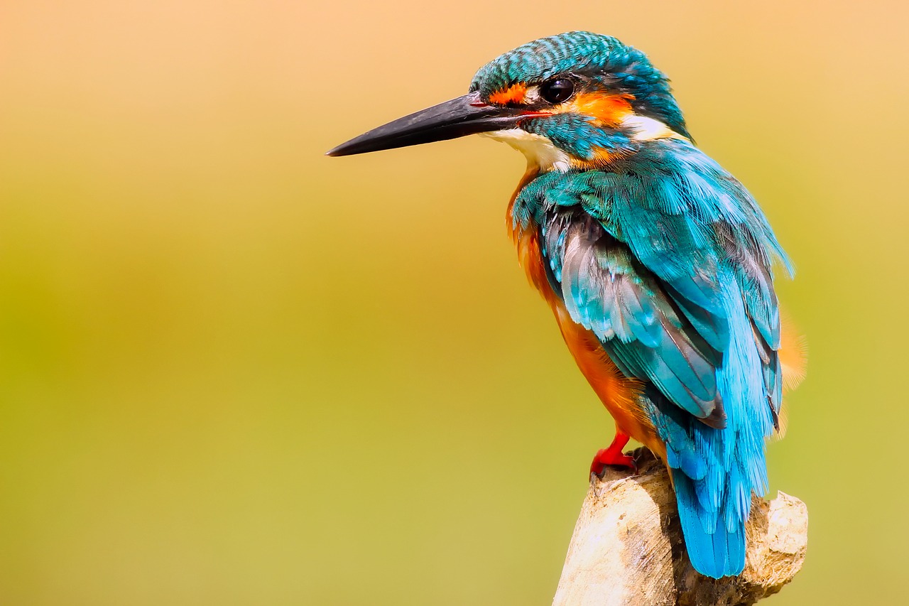 The kingfisher inspired the Japanese bullet trains