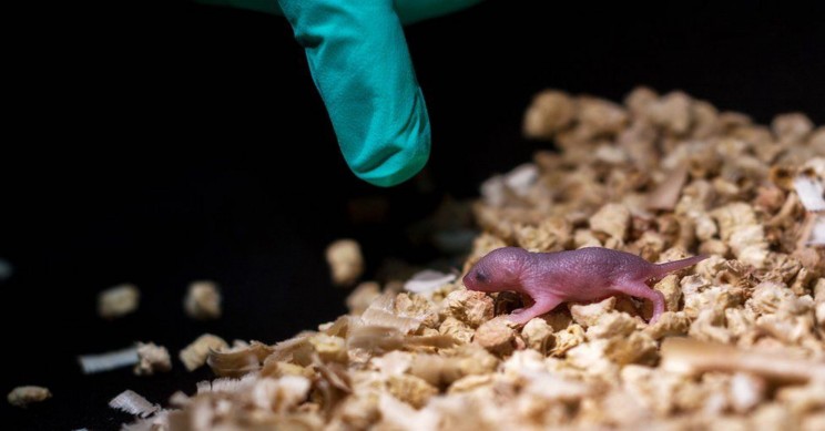 Healthy Mice Born From Same-Sex Parents For First Time Ever