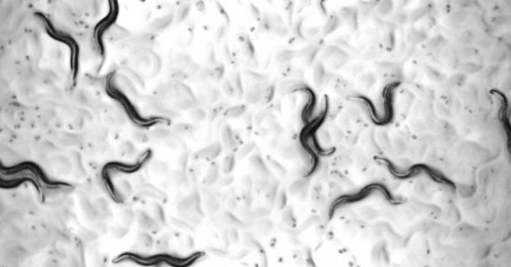New Fountain of Youth Cocktail Produces Largest Lifespan Increase Ever