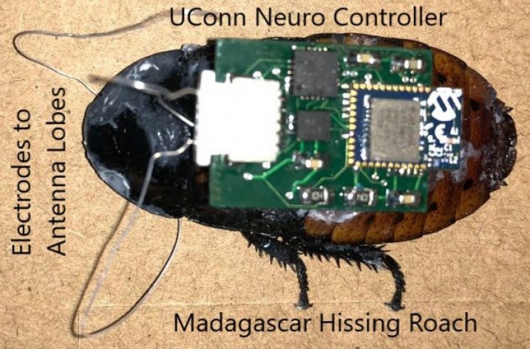 Cockroach with Implanted Microcontroller cockroach microcircuit