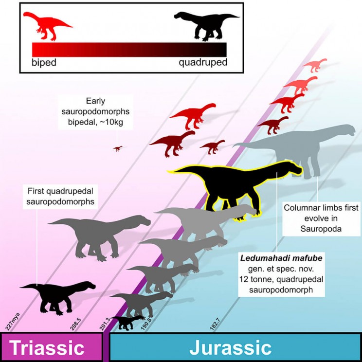 Evolution of Dinosaur Limbs Graphical representation showing how dinosaur limbs evolved during the Jurassic era.