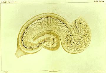 Scientists Uncover More Knowledge About How Our Brain Files Memories Scientists Uncover More Knowledge About How Our Brain Files Memories