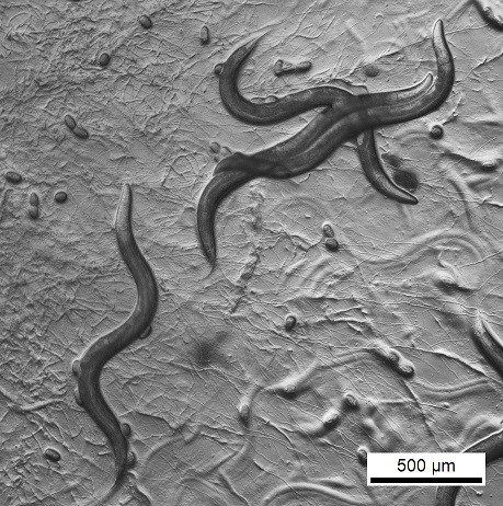 Scientists Uncover New Information About the Theories Behind Why We Age Scientists Uncover New Information About the Theories Behind Why We Age