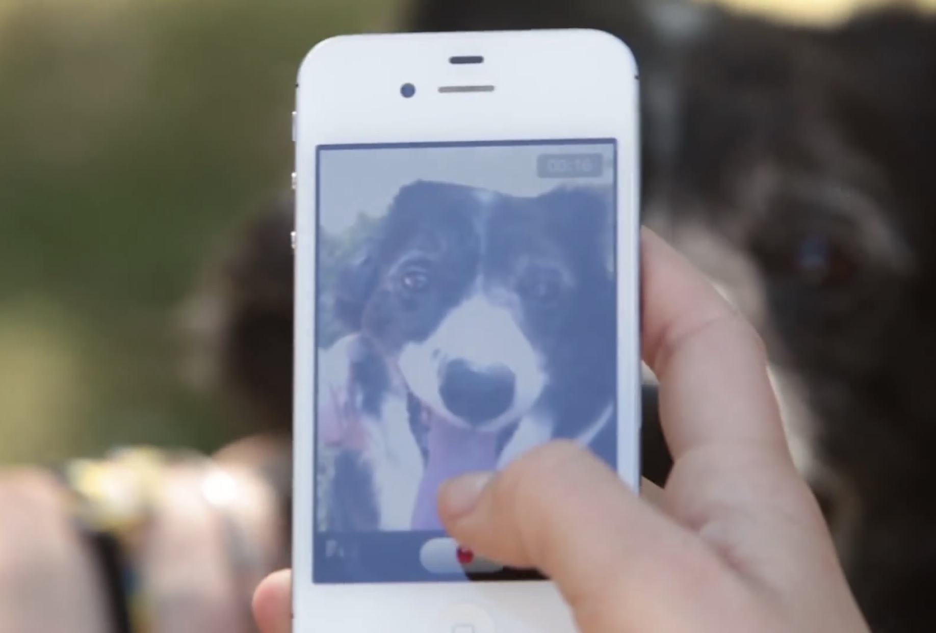 This App Uses Facial Recognition to Reunite Pets with Owners After ...