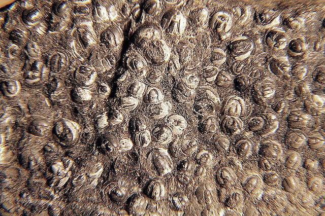 Scientist Teams Up With Artist to Create 3D Sculptures of Half a Billion-Year Old Sea Creature Scientist Teams Up With Artist to Create 3D Sculptures of Half a Billion-Year Old Sea Creature