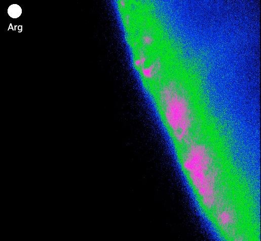 Researchers Identified Brain Cells That Make You Feel Full Researchers Identified Brain Cells That Make You Feel Full