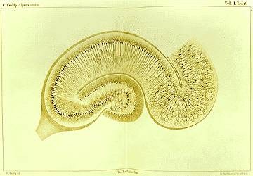 Scientists Uncover More Knowledge About How Our Brain Files Memories Scientists Uncover More Knowledge About How Our Brain Files Memories