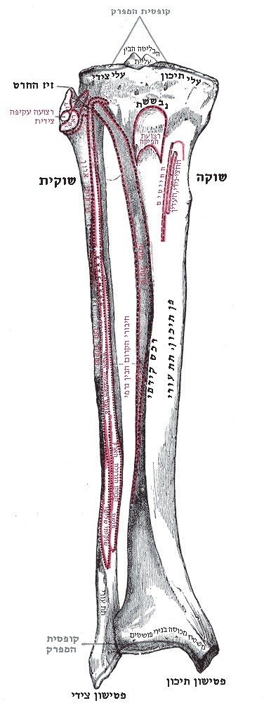 Australian Man Gets World's First 3D Printed Tibia Replacement