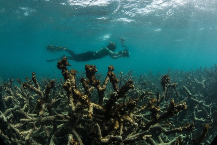 bleached coral underwater