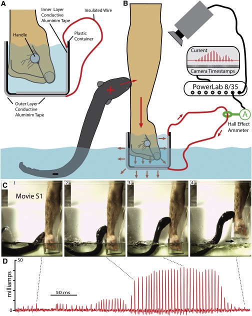 This Biologist Shocked Himself With An Electric Eel For Science This Biologist Shocked Himself With An Electric Eel For Science