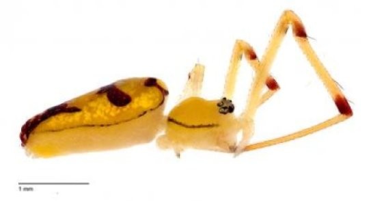 Researchers Find New Spiders and Name Them After Obama, Bowie, and More