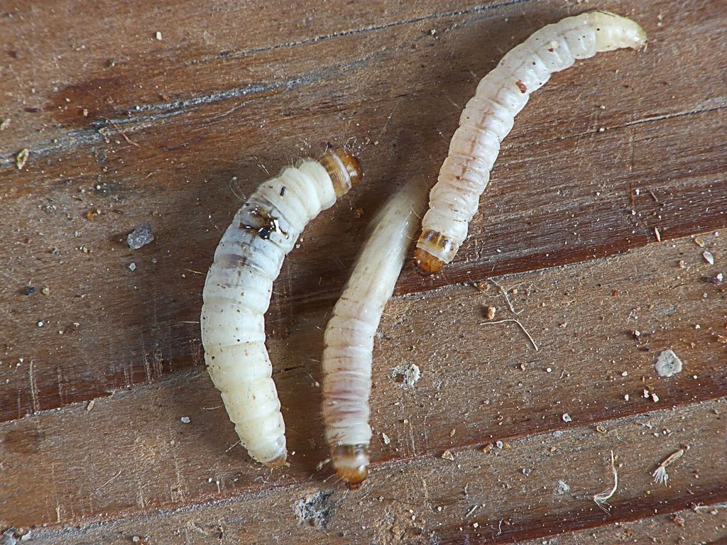 Scientists Have Found A Fungus That Feasts On Plastic Scientists Have Found A Fungus That Feasts On Plastic