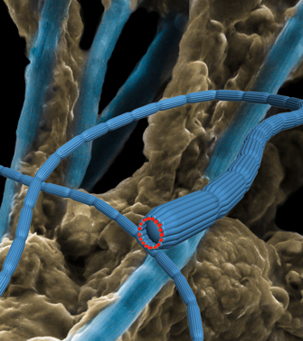 Cable bacteria in the mud of the sea floor