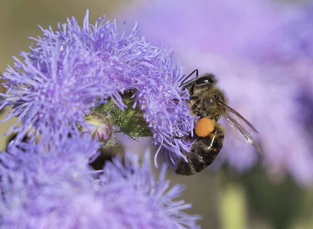 Scientists Develop Drones to Pollinate Plants Just Like Real Bees