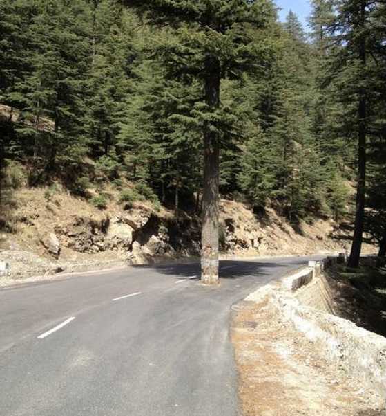 engineering blunders tree in road