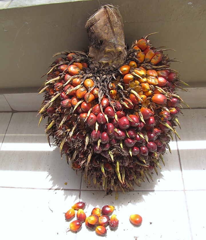 Palm Oil
