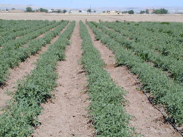 How Exactly Does Drip Irrigation Work? How Exactly Does Drip Irrigation Work?