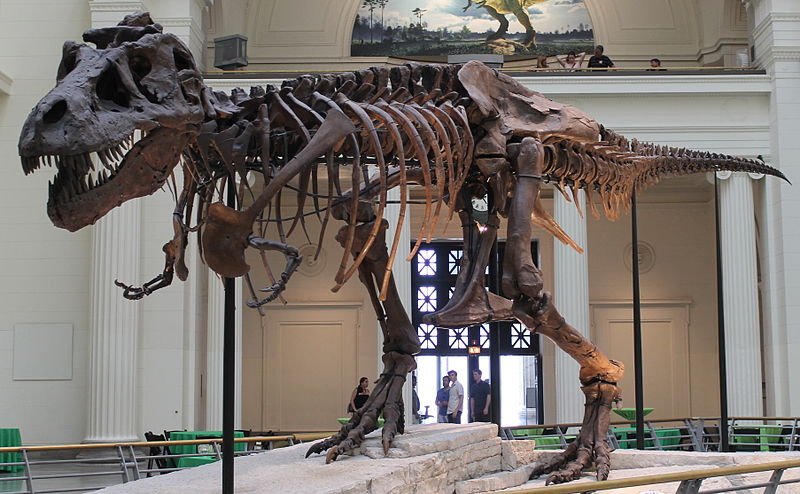 Could You Beat a T. rex in a Race? Could You Beat a T. rex in a Race?