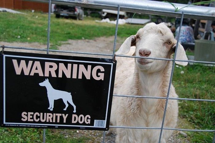 15 Homemade Security Devices That Will Definitely Not Help You 15 Homemade Security Devices That Will Definitely Not Help You
